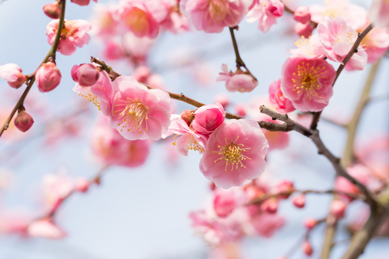 梅の花